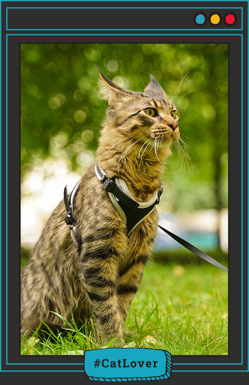 ¿Por qué los gatos no pueden usar arneses?